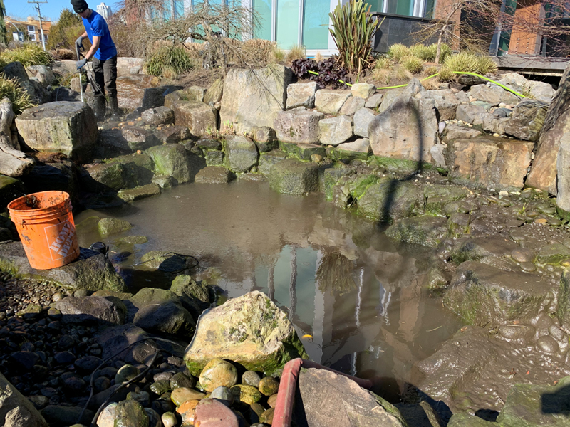 Pond Cleaning Vancouver
